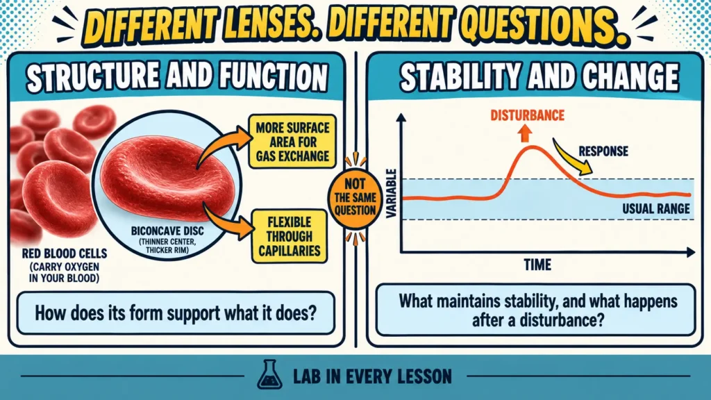 structure-function-stability-change-science | Lab In Every Lesson Structure and function example beside a stability and change homeostasis example